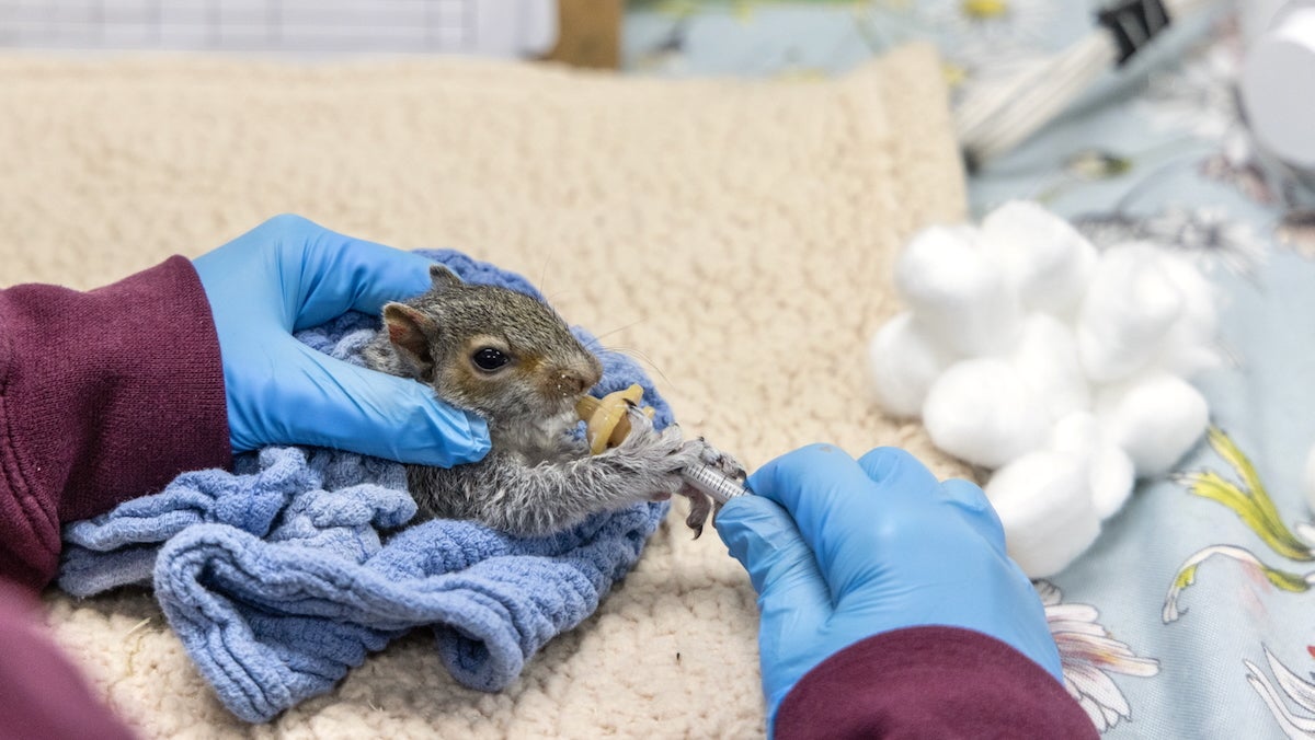At the Schuylkill Wildlife Rehabilitation Center in Philadelphia, a person wearing blue rubber gloves gently holds a 4-week-old eastern gray squirrel wrapped in a small blanket. With their other hand, they hold a syringe of formula, and the squirrel grasps it with both hands as it nurses.