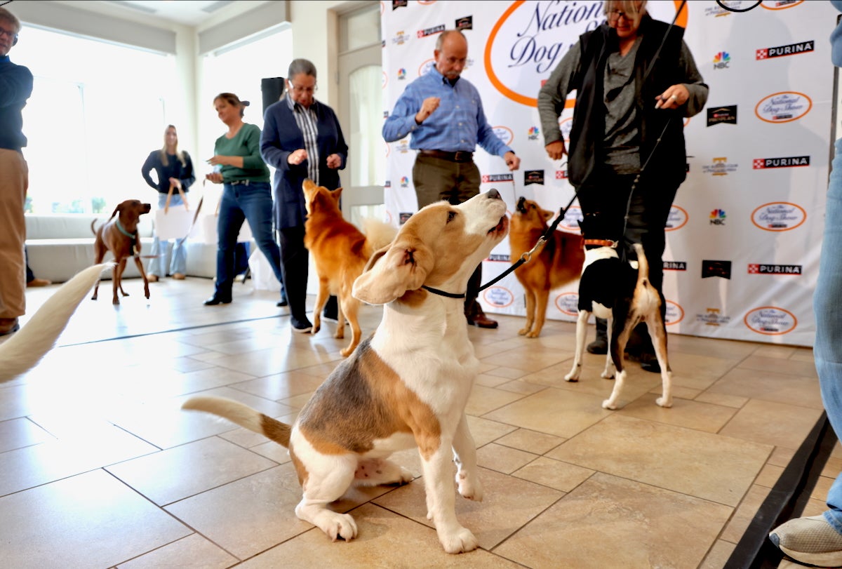 Wilbur the beagle is barking alongside several other dogs during the canine bark-off, an unsanctioned competition held at the National Dog Show preview in Oaks, Pa.