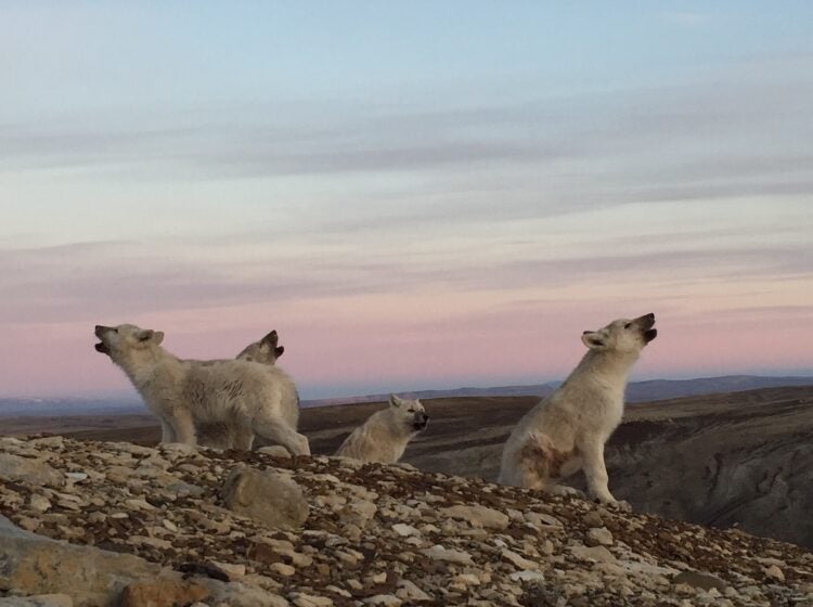 While writer Neil Shea explored the Arctic, he came across Arctic wolves, also known as white wolves. (Neil Shea)
