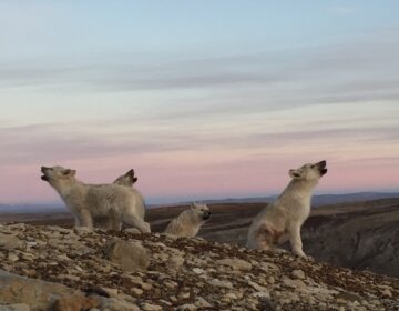 While writer Neil Shea explored the Arctic, he came across Arctic wolves, also known as white wolves. (Neil Shea)