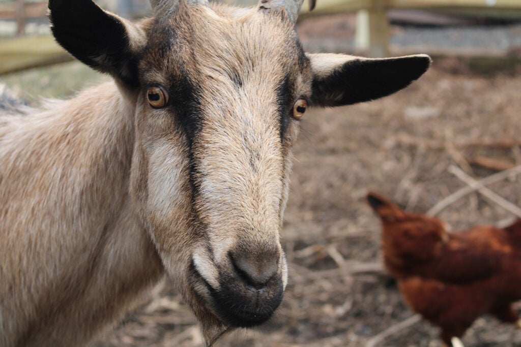 A goat looks at the camera