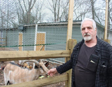 A man stands next to a goat in a pen