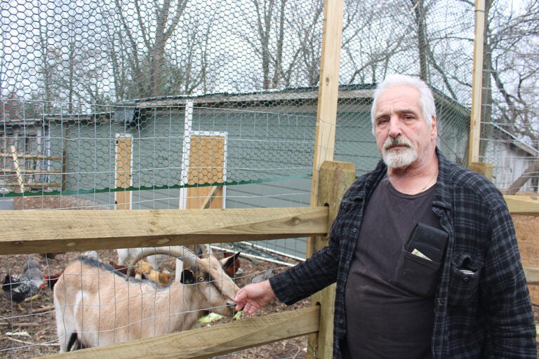 A man stands next to a goat in a pen