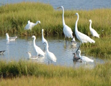 birds in New Jersey coastal wetlands