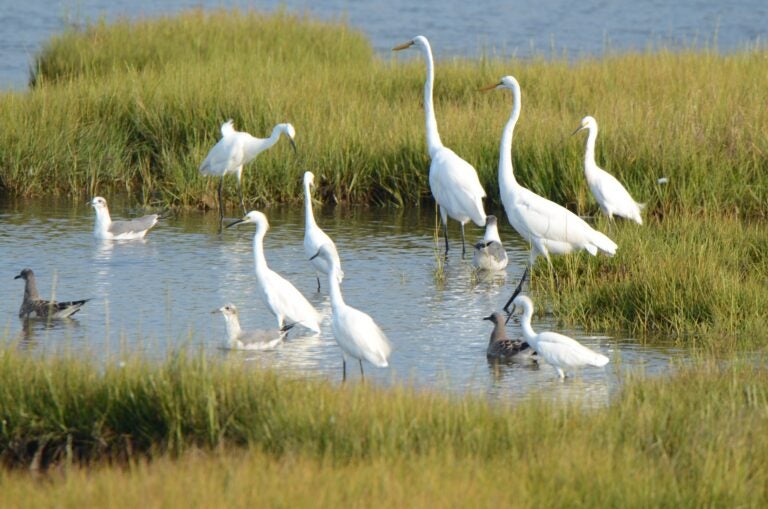 birds in New Jersey coastal wetlands