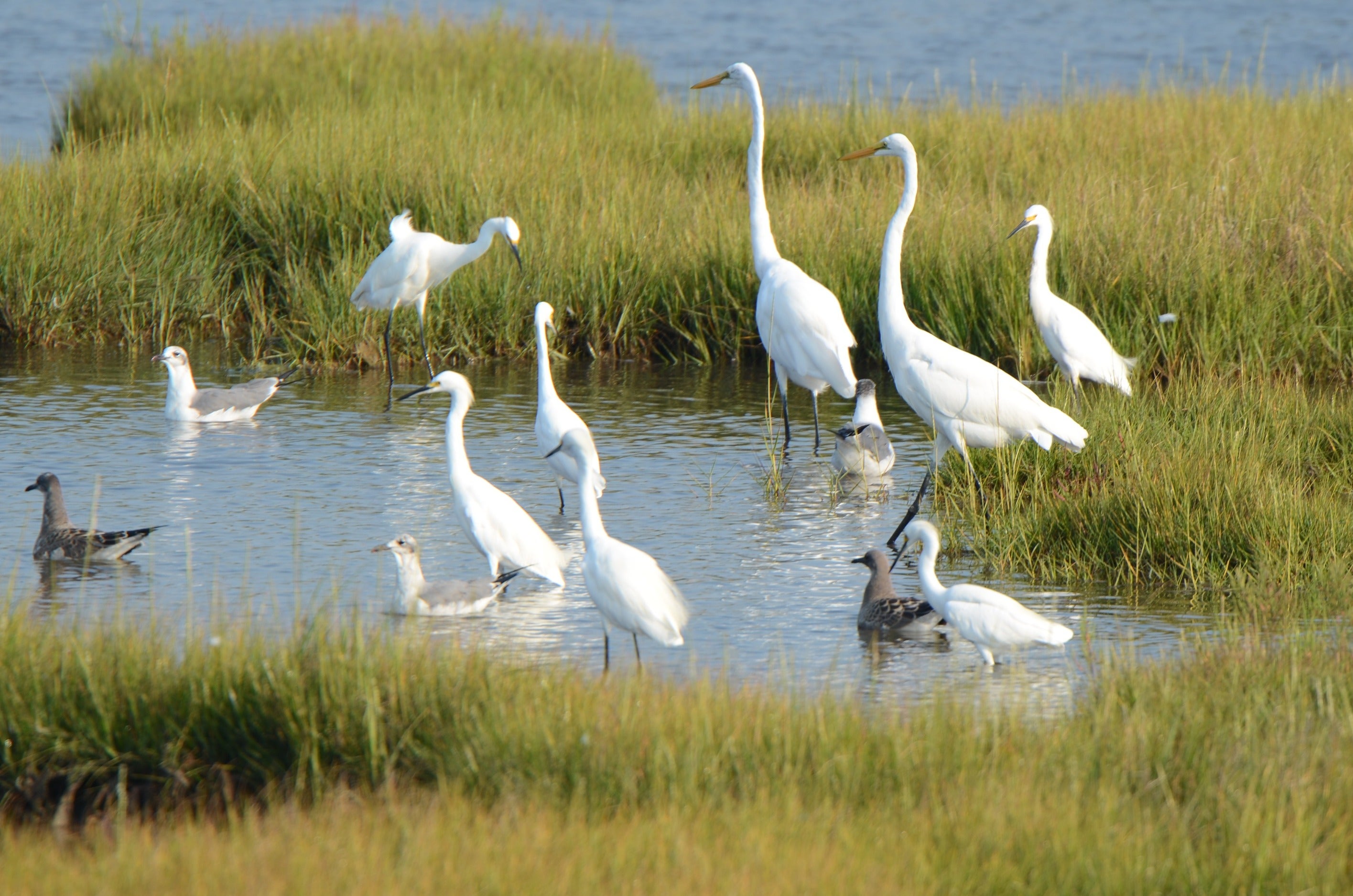 New Jersey is investing $11 million to restore salt marshes, including Scotch Bonnet Island