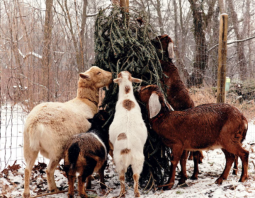 Goats snack on a Christmas tree at The Farm at Awbury Arboretum in Philadelphia's Germantown neighborhood