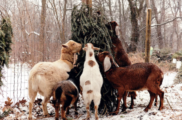 Goats snack on a Christmas tree at The Farm at Awbury Arboretum in Philadelphia's Germantown neighborhood