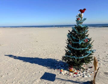 residents-memorial-tree-ocean-city-nj The Residents' Memorial tree in Ocean City, New Jersey