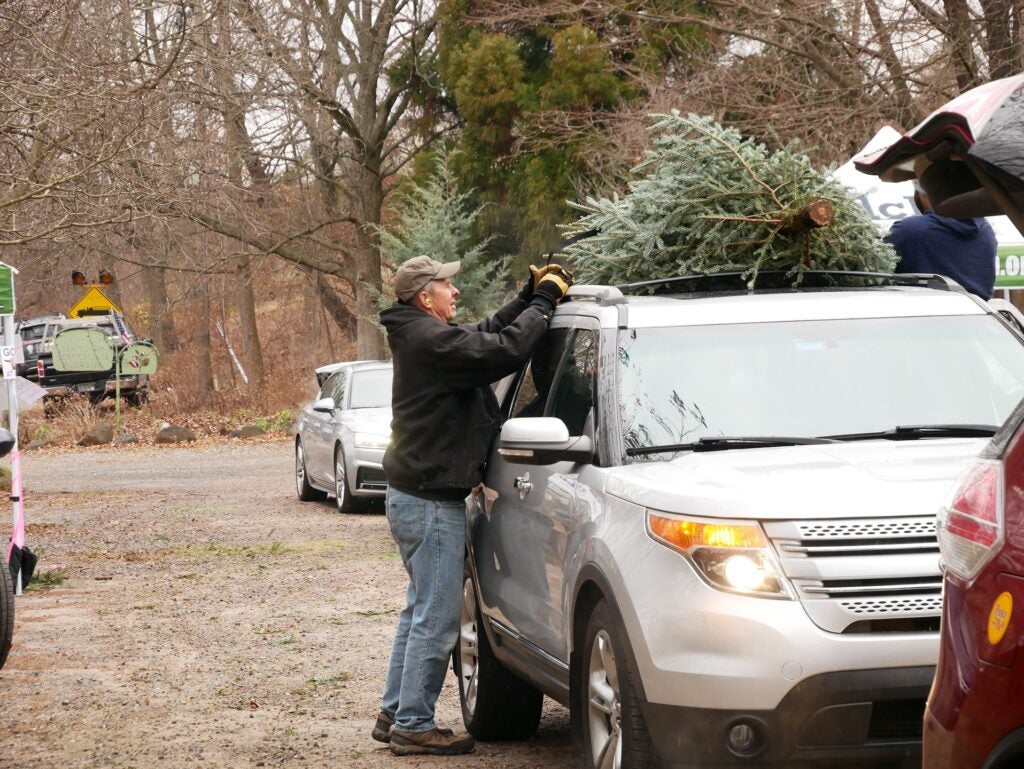 a Christmas tree on a car