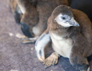 an African penguin
