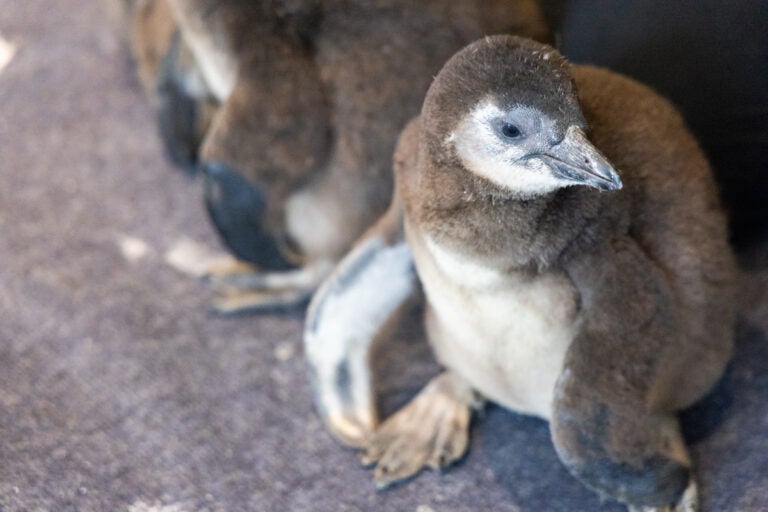 an African penguin