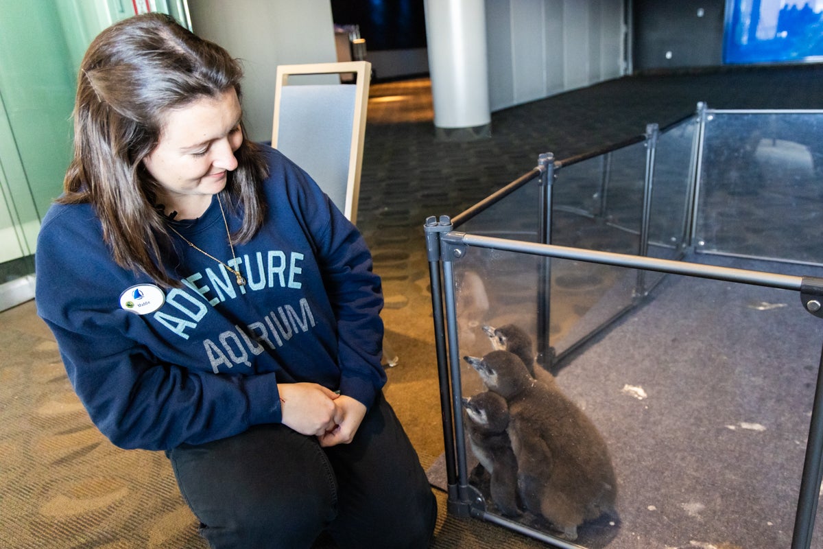 Adventure Aquarium biologist Maddie Olszewski with baby African penguins