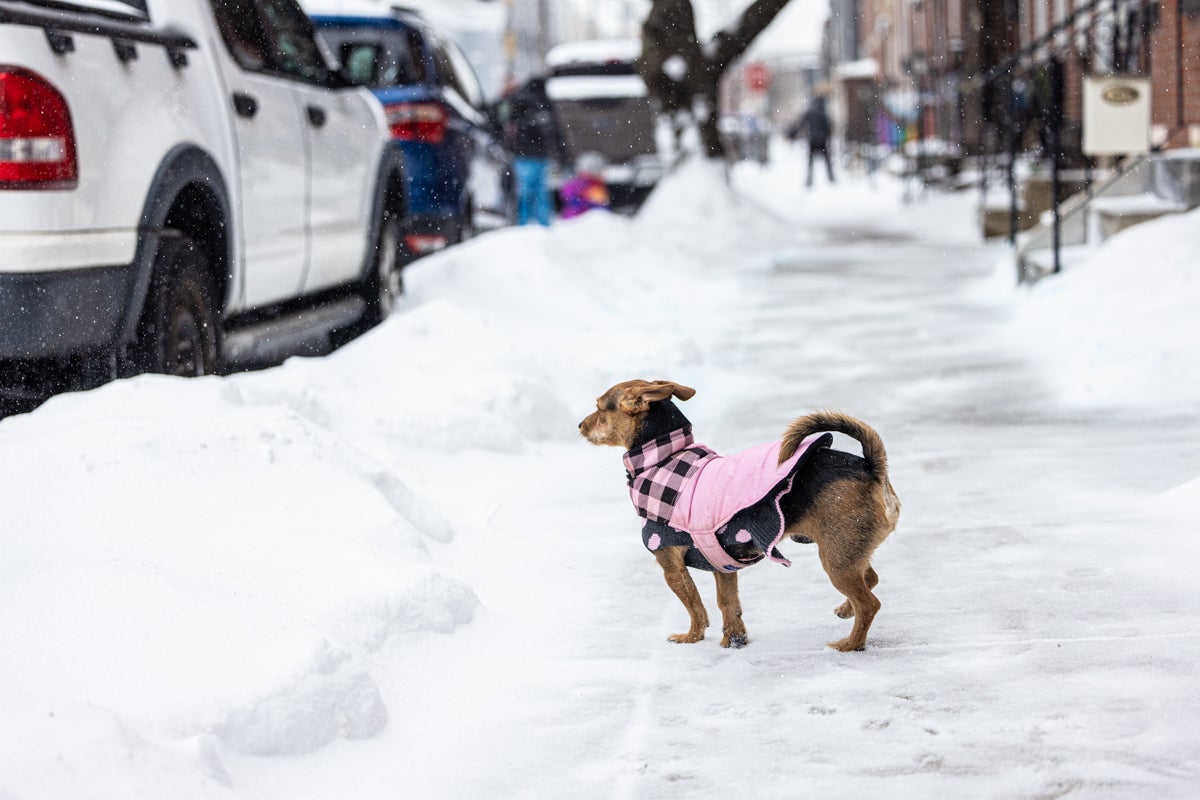 Pearl the dog appears undecided about snow in Philadelphia’s Fishtown neighborhood on Jan. 25, 2025.