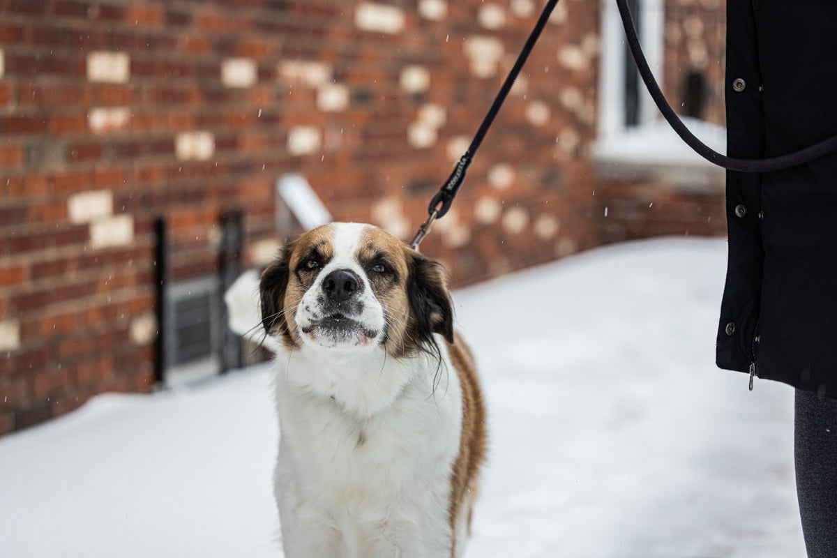 Cooper the dog enjoys the snow in Fishtown, Philadelphia, Jan. 25, 2026