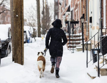 01 25 2026 k paynter sunday afternoon snow -3 Cooper the dog enjoys the snow while walking with his human in Fishtown, Philadelphia, Jan. 25, 2026