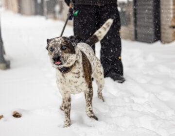 A dog on a leash excitedly walks in the snow