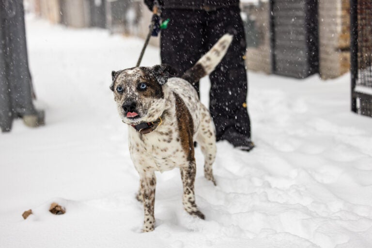 A dog on a leash excitedly walks in the snow