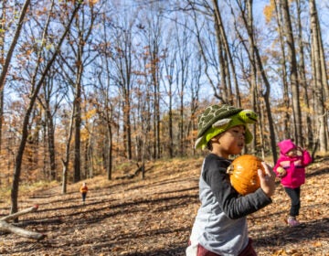 11 24 2025 k paynter 1200x Schuylkill Center Nature Preschool -6 A child wearing a crochet turtle hat carries a pumpkin outside