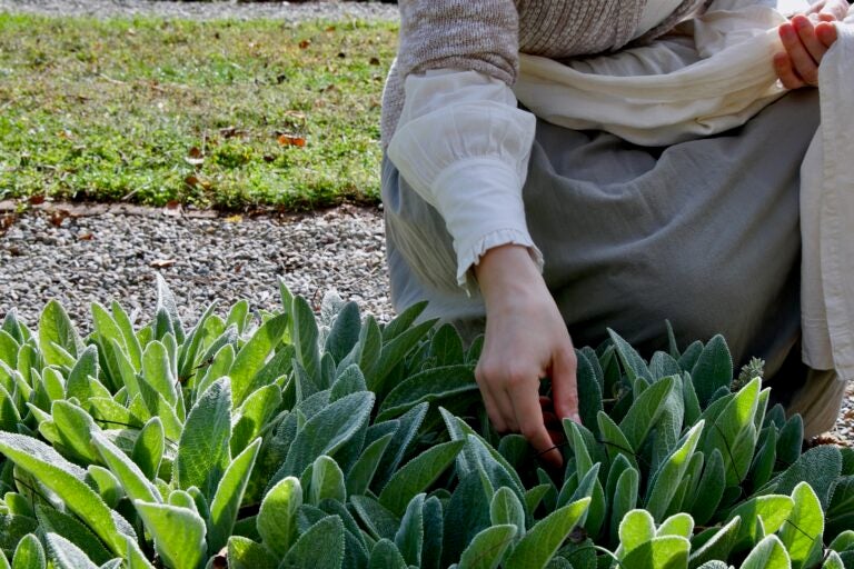 An herb garden behind Washington Hall
