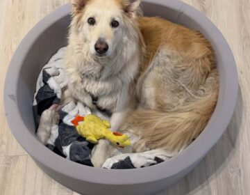 A golden retriever mix sits in a dog bed