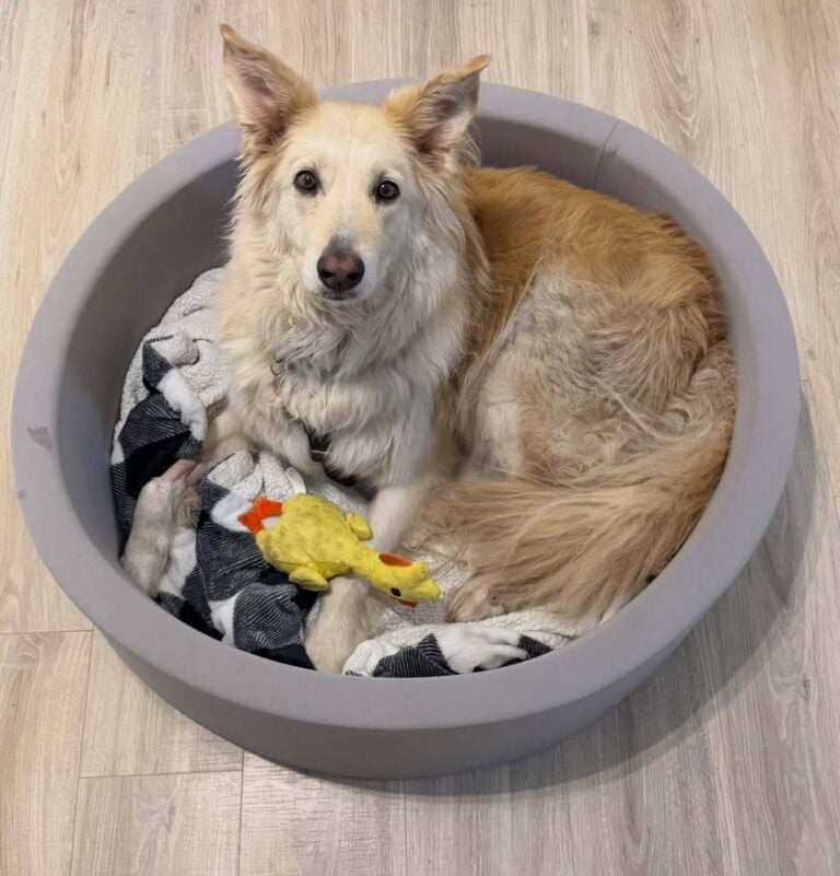 A golden retriever mix sits in a dog bed