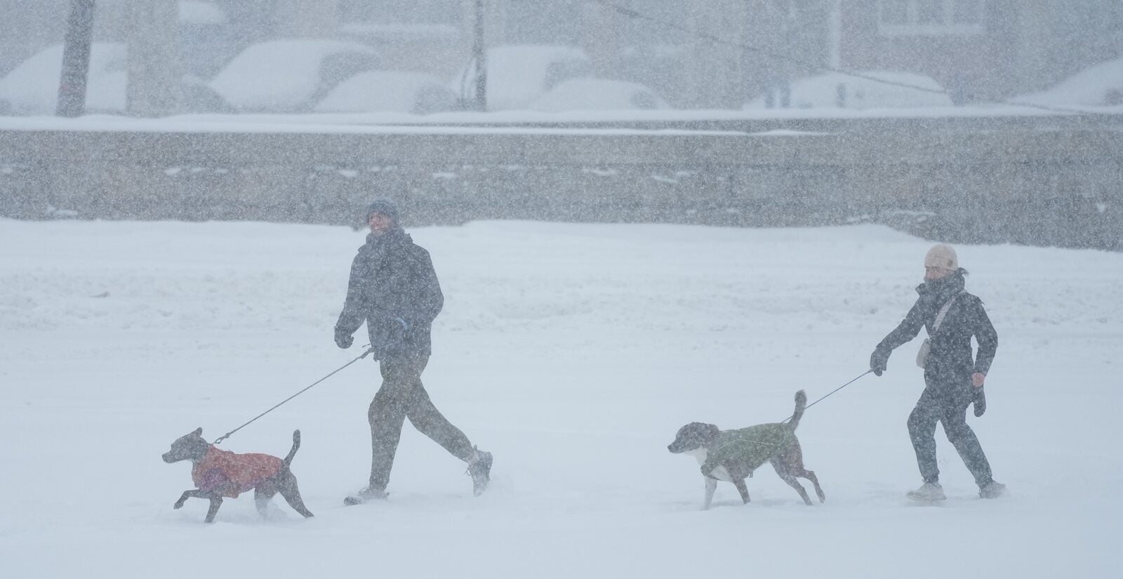 People walk their dogs during a winter storm in Philadelphia, Sunday, Jan. 25, 2026.