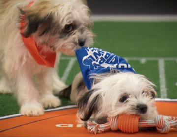 Two puppies are seen ''competing'' in the Puppy Bowl