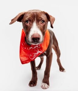 Renee's Rescue alum Bella Rose the dog wears a Team Ruff bandana as part of the 2026 Puppy Bowl