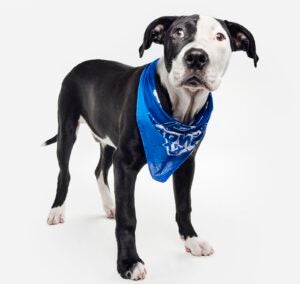 Harley's Haven Dog Rescue alum Cricket the dog wears a Team Fluff bandana as part of Puppy Bowl 2026