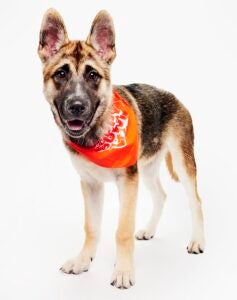 Providence Animal Center alum DeVon-tails Smith the dog wears a Team Ruff bandana as part of the 2026 Puppy Bowl
