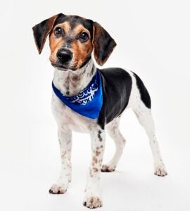 Animal Welfare Association alum Finch the dog wears a Team Fluff bandana as part of Puppy Bowl 2026