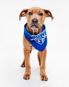 Harley's Haven Dog Rescue alum Grasshopper wears a Team Fluff bandana as part of Puppy Bowl 2026