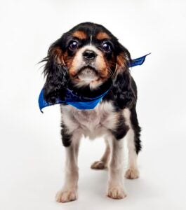 Phoenix Animal Rescue alum Jill the dog wears a Team Fluff bandana as part of Puppy Bowl 2026