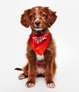 Brandywine Valley SPCA alum Lin the dog wears a Team Ruff bandana as part of Puppy Bowl 2026
