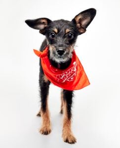Brandywine Valley SPCA alum Shirley the dog wears a Team Ruff bandana as part of Puppy Bowl 2026