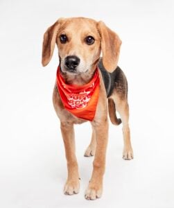 Renee's Rescue alum Vanilla Bean the dog wears a Team Ruff bandana as part of the 2026 Puppy Bowl
