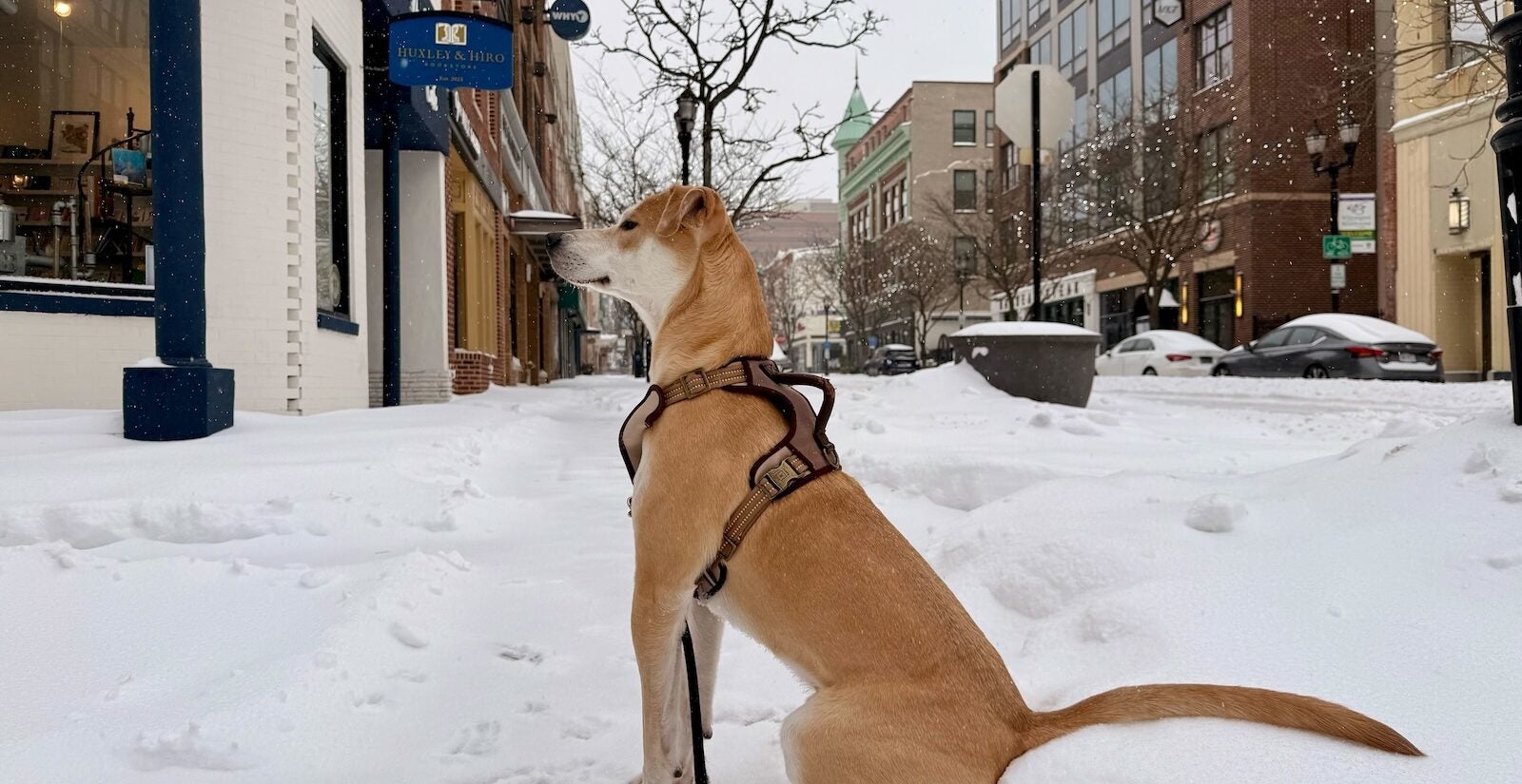 Carter Faiyaz the dog enjoys his first snow day of the year along the sidewalks of Market Street in Wilmington, Delaware.