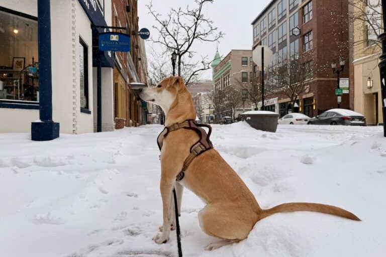 Carter Faiyaz the dog enjoys his first snow day of the year along the sidewalks of Market Street in Wilmington, Delaware.