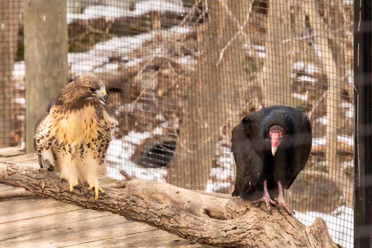 Stan, a 20-year-old female turkey vulture (front), and Hunter, a 22-year-old female red-tailed hawk (back) at the Elmwood Park Zoo in Norristown, Pa.