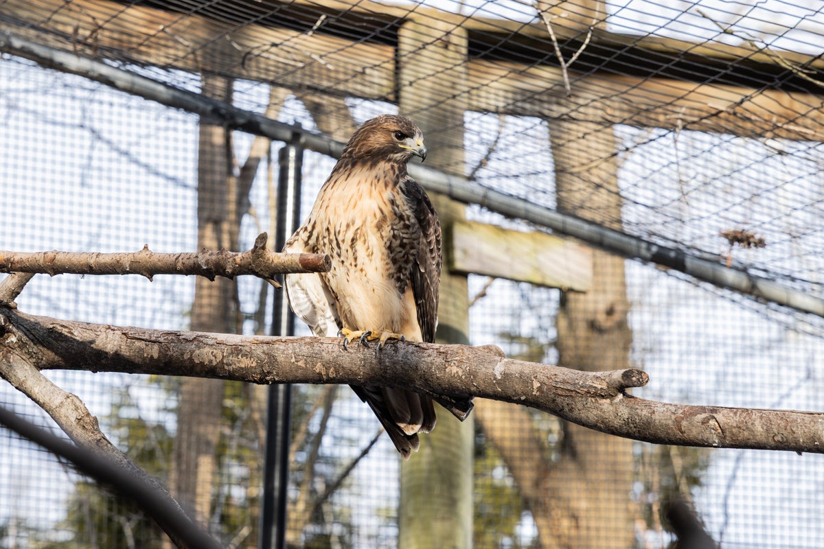 Hunter, a 22-year-old female red-tailed hawk, perched inside her enclosure at the Elmwood Park Zoo in Norristown, Pa.