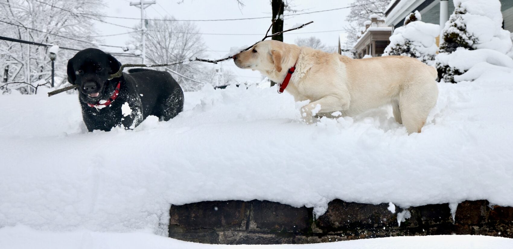Two dogs playing in the snow after a huge snowstorm in Moorestown, New Jersey