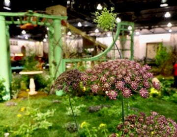 2026 02 26-e lee-pennsylvania convention center-philadelphia flower show anemoia overrun a flower exhibit at the Philadelphia flower show