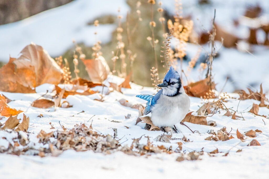 A Blue Jay stands in snow