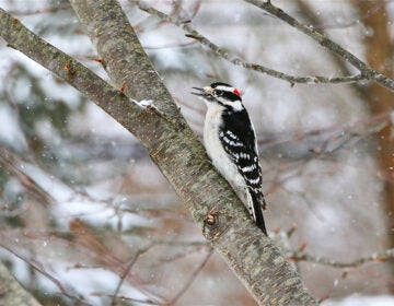 Aud_APA-2015_Downy-Woodpecker_278425_Photo-Elizabeth-Jaffin (2) A Downy Woodpecker