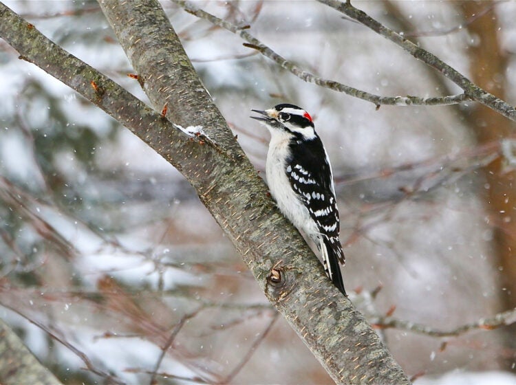 A Downy Woodpecker