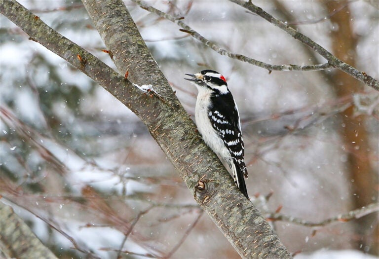 A Downy Woodpecker