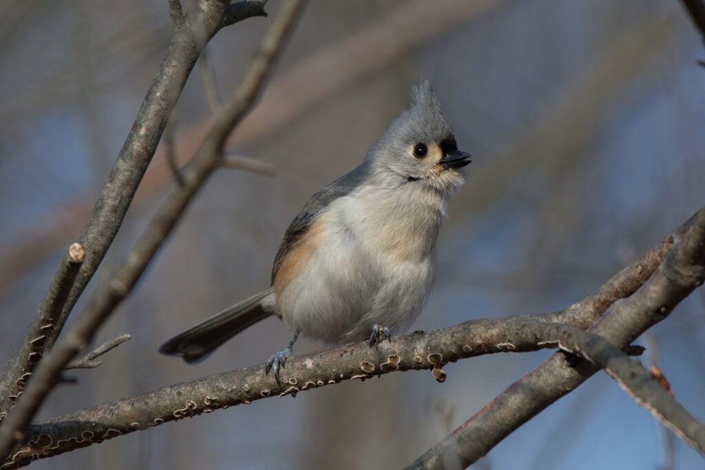 A Tufted Titmouse sits on a branch
