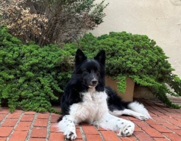 Laszlo, a four year old Samoyed mix. (Courtesy of Angela and Karl Wagner)