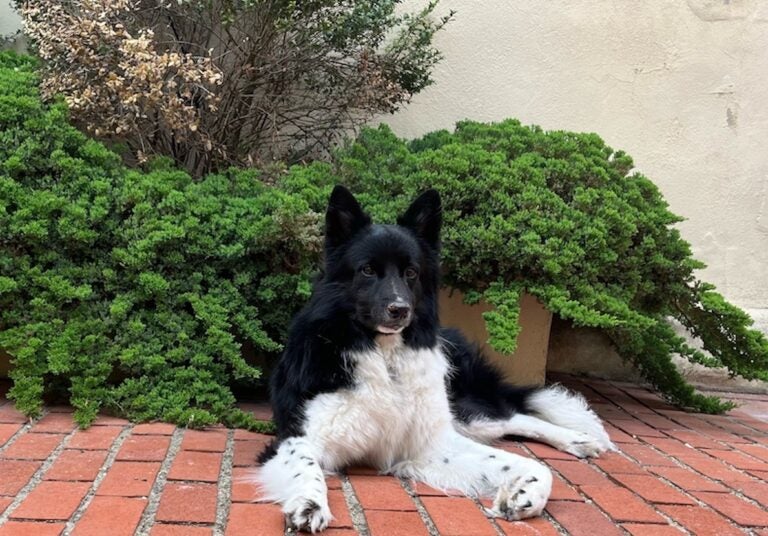 Laszlo, a four year old Samoyed mix. (Courtesy of Angela and Karl Wagner)